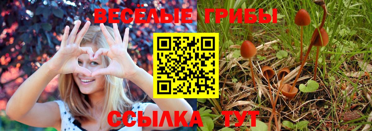 Березники  где можно купить   Псилоцибиновые грибы прущие грибы  Вход с VPN  Галлюциногенные грибы Magic Shrooms 